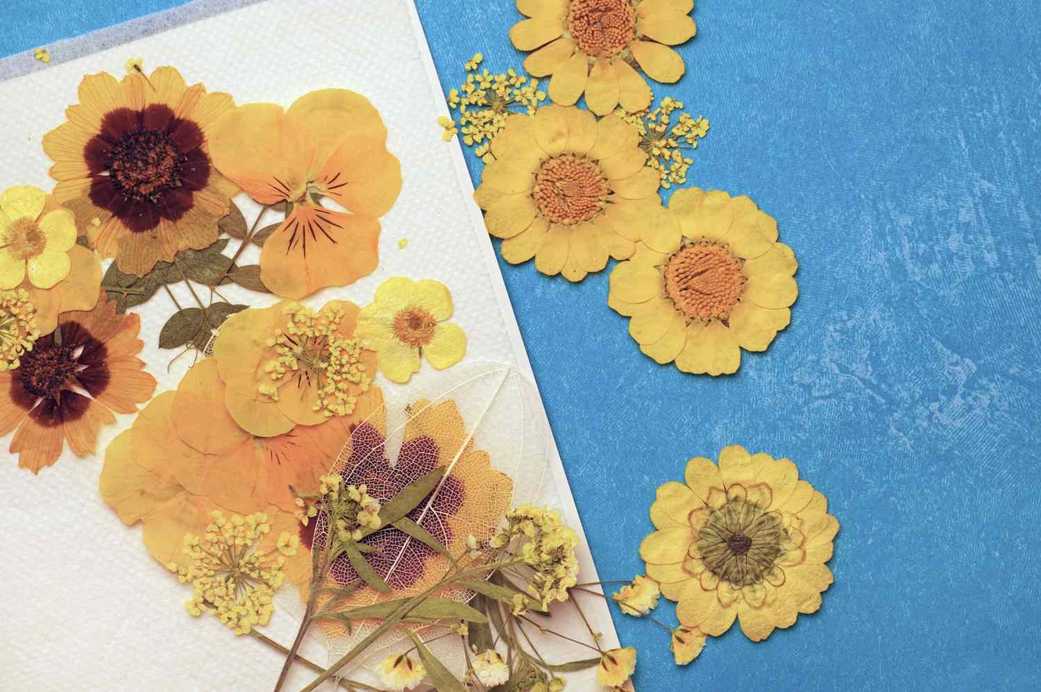 Pressed yellow flowers on a white sheet