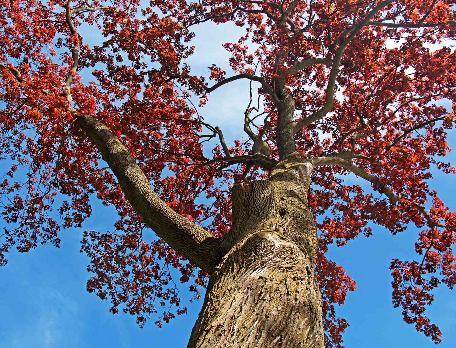 红枫树-也被称为红槭，沼泽枫，水枫或软枫