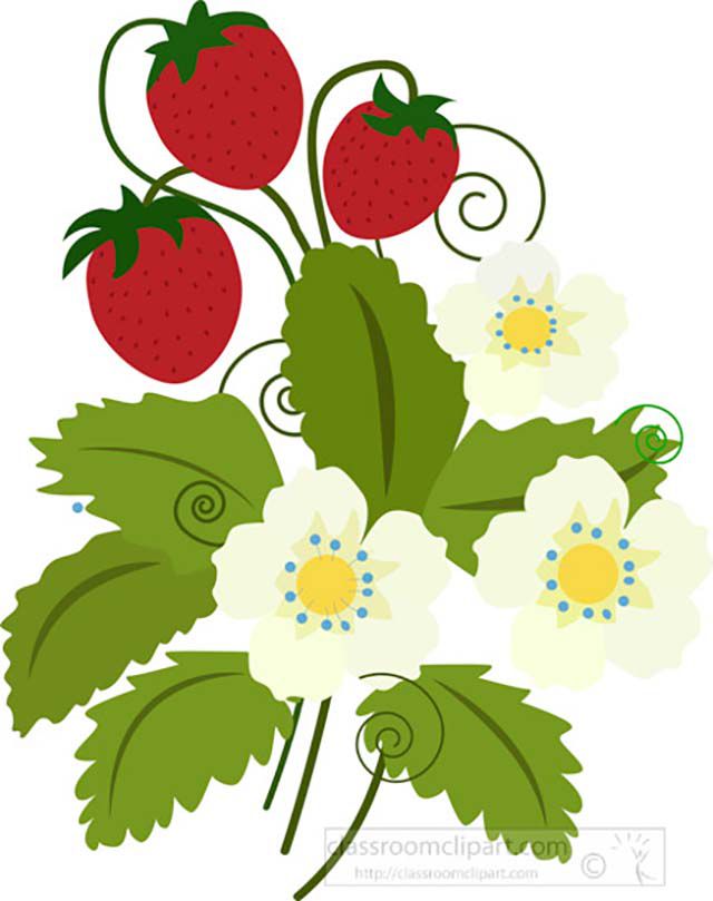 A strawberry plant
