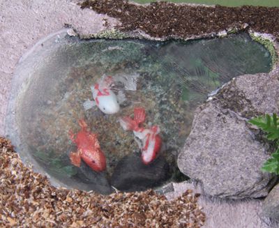 玩偶之家锦鲤池的边缘由单苯乙烯是伪装板边缘覆盖。