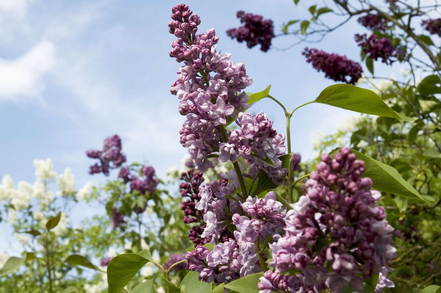 Lilac tree