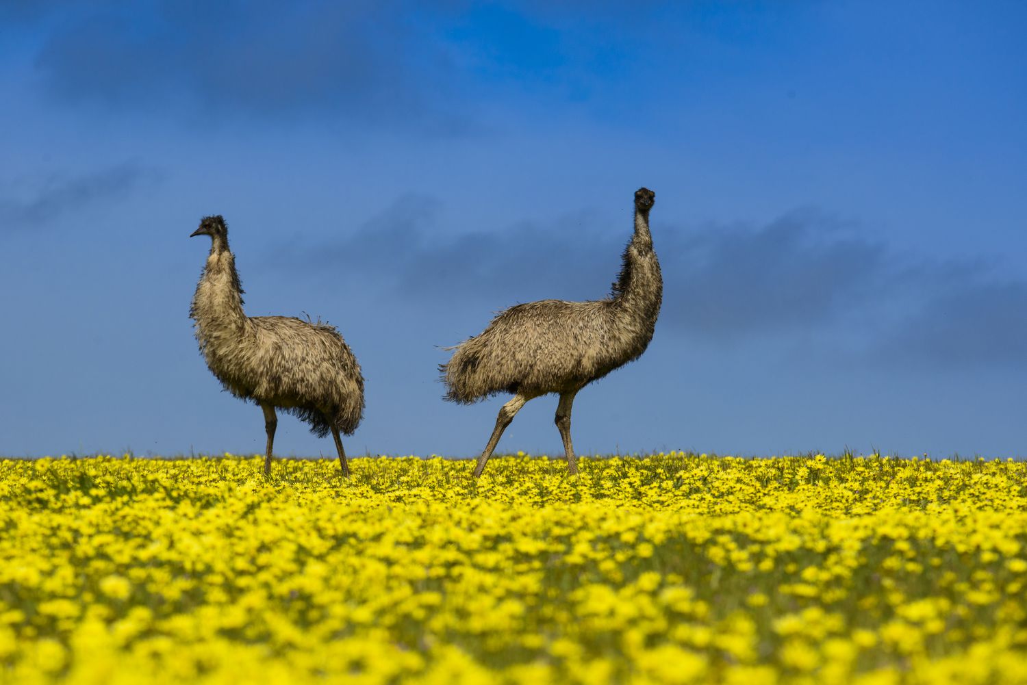 Australia, Port Lincoln, two emus standing in canola field