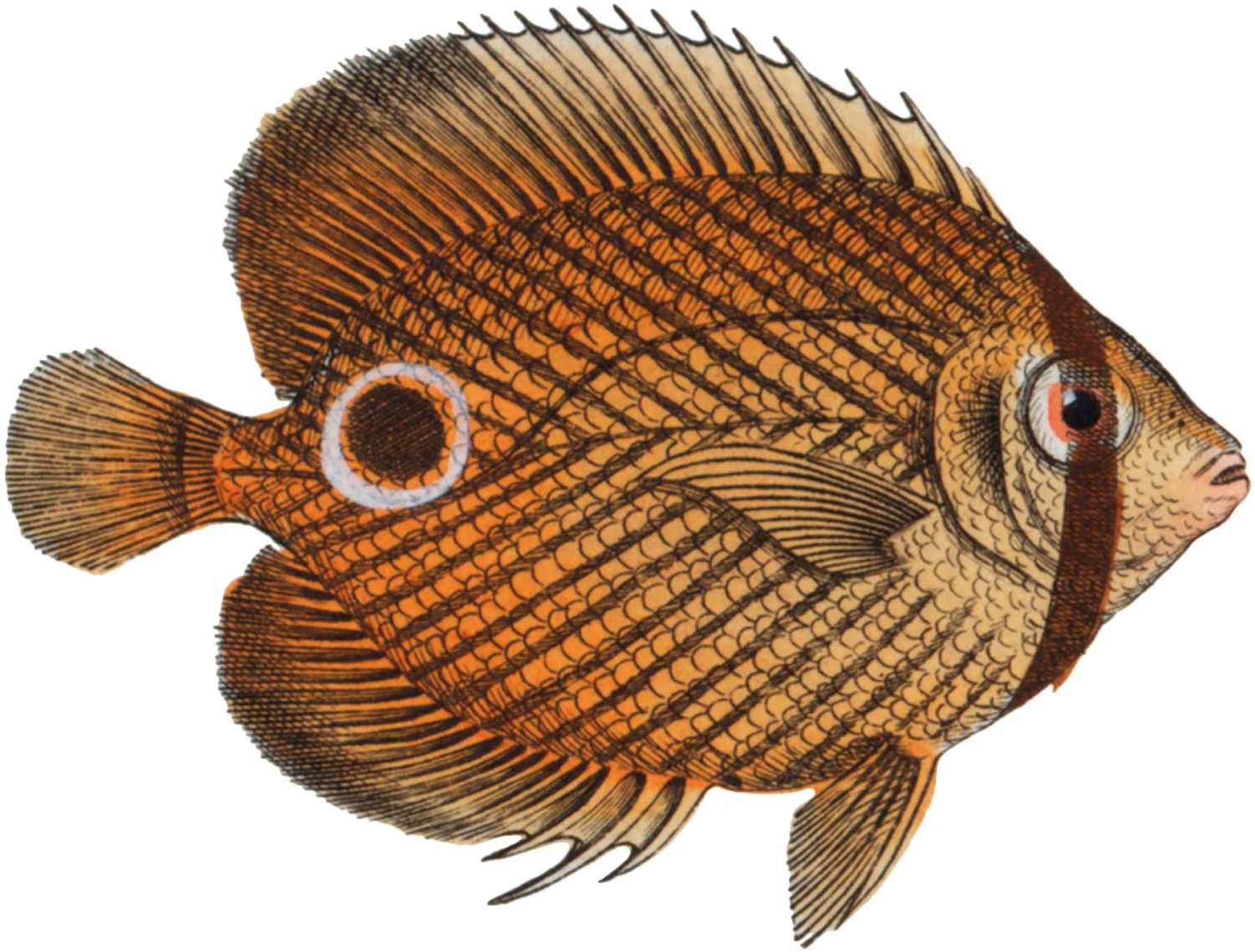 An orange wide bodied fish