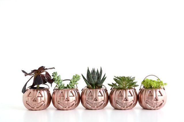Pumpkin plant holders
