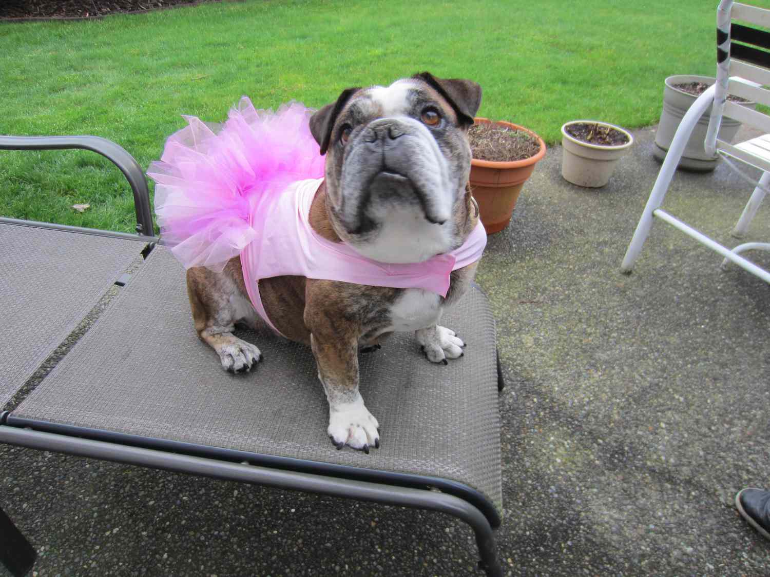 狗穿着芭蕾舞裙