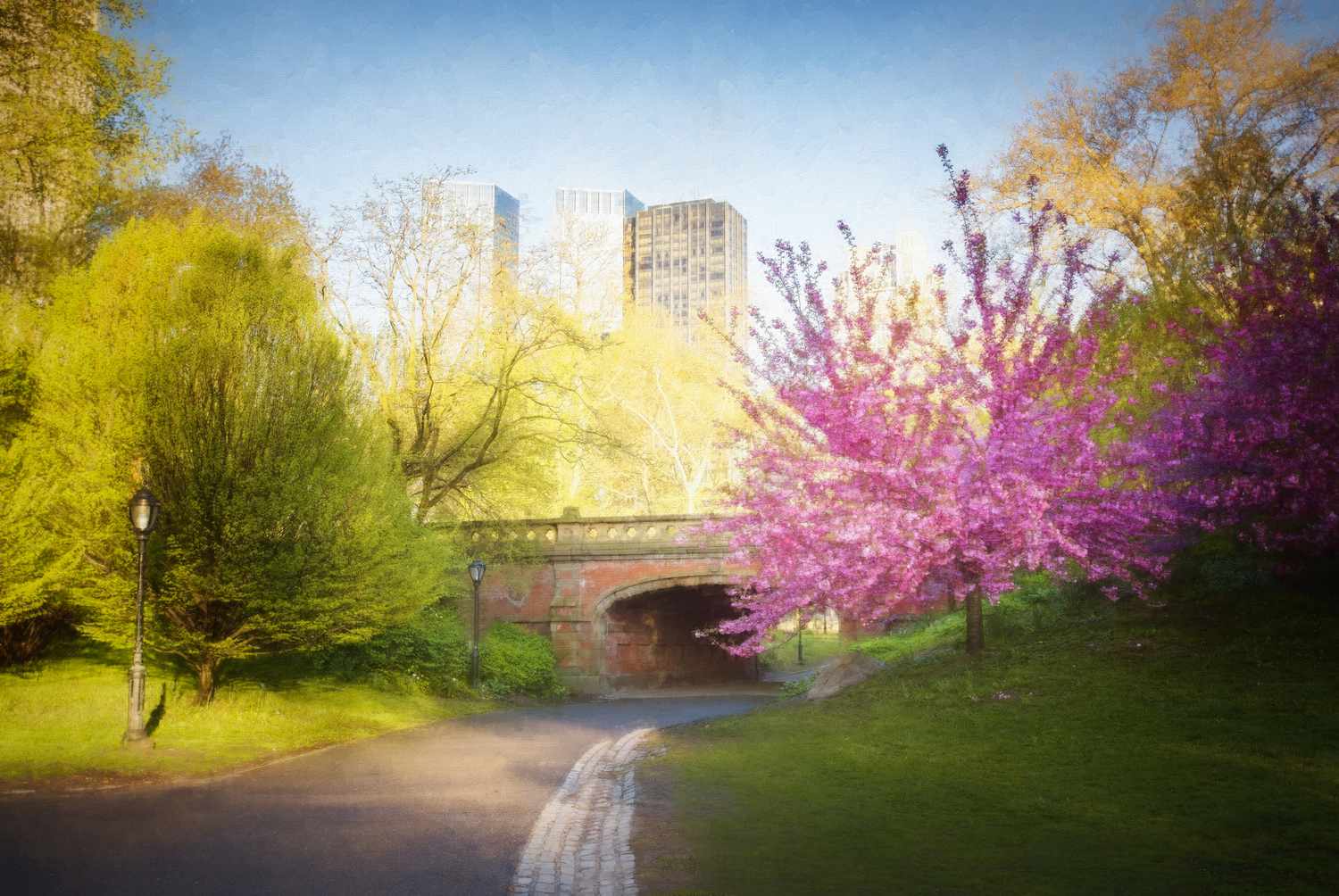樱花,春天,桥梁和中央公园,纽约。