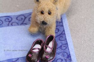 娃娃鞋显示微型缩绒诺里奇梗犬。