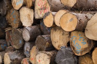 特写标记和分级切割木材原木在木材厂，魁北克，加拿大