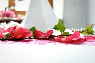 特写的粉色玫瑰花瓣和常春藤在婚宴餐桌上