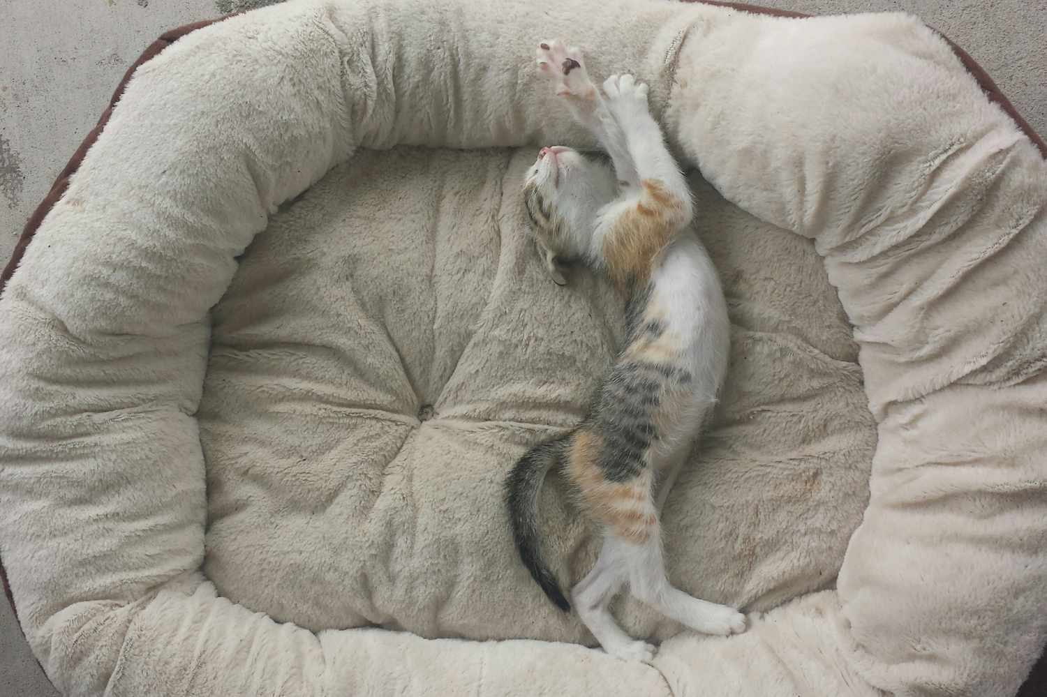 High Angle View Of Cat Sleeping In Pet Bed