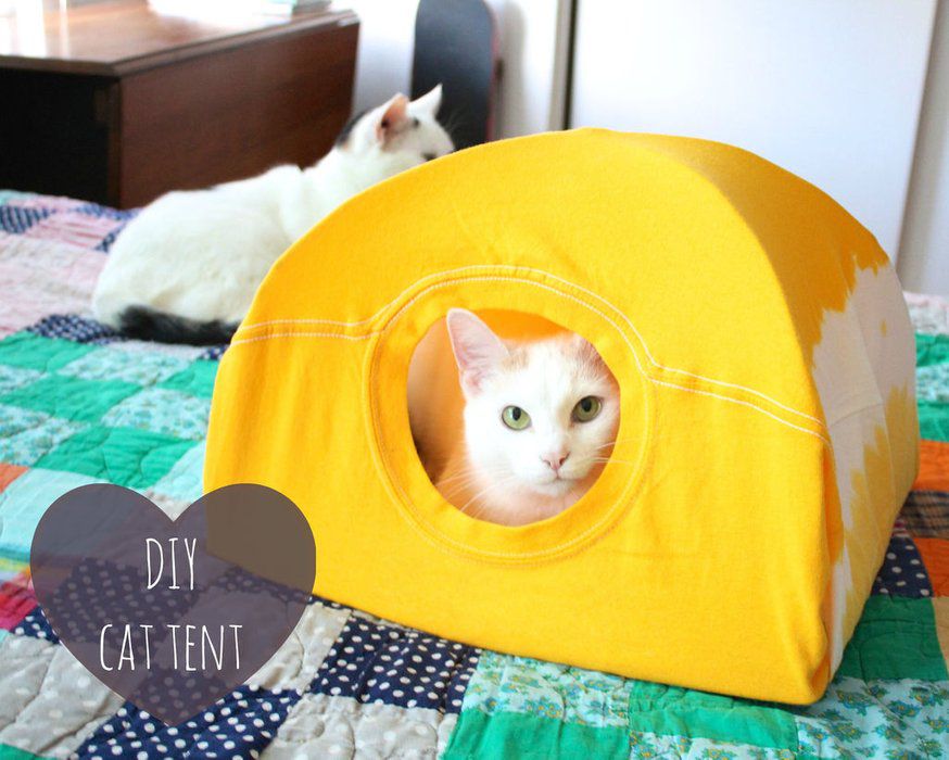 一只猫在一个DIY帐篷