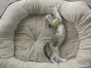 猫在宠物床上睡觉的高角度照片