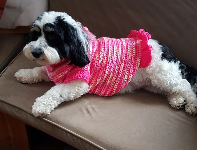 一只黑白相间的毛茸茸的小狗穿着粉红色的褶边针织衫躺在沙发上休息