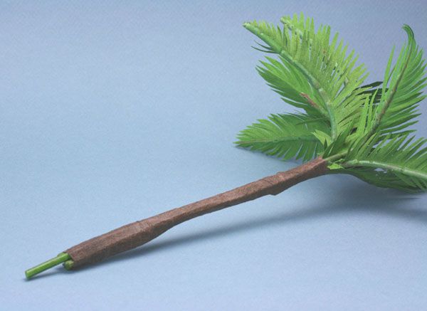 个人有线小型棕榈叶的茎