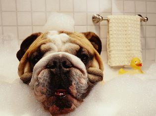 狗在浴缸里