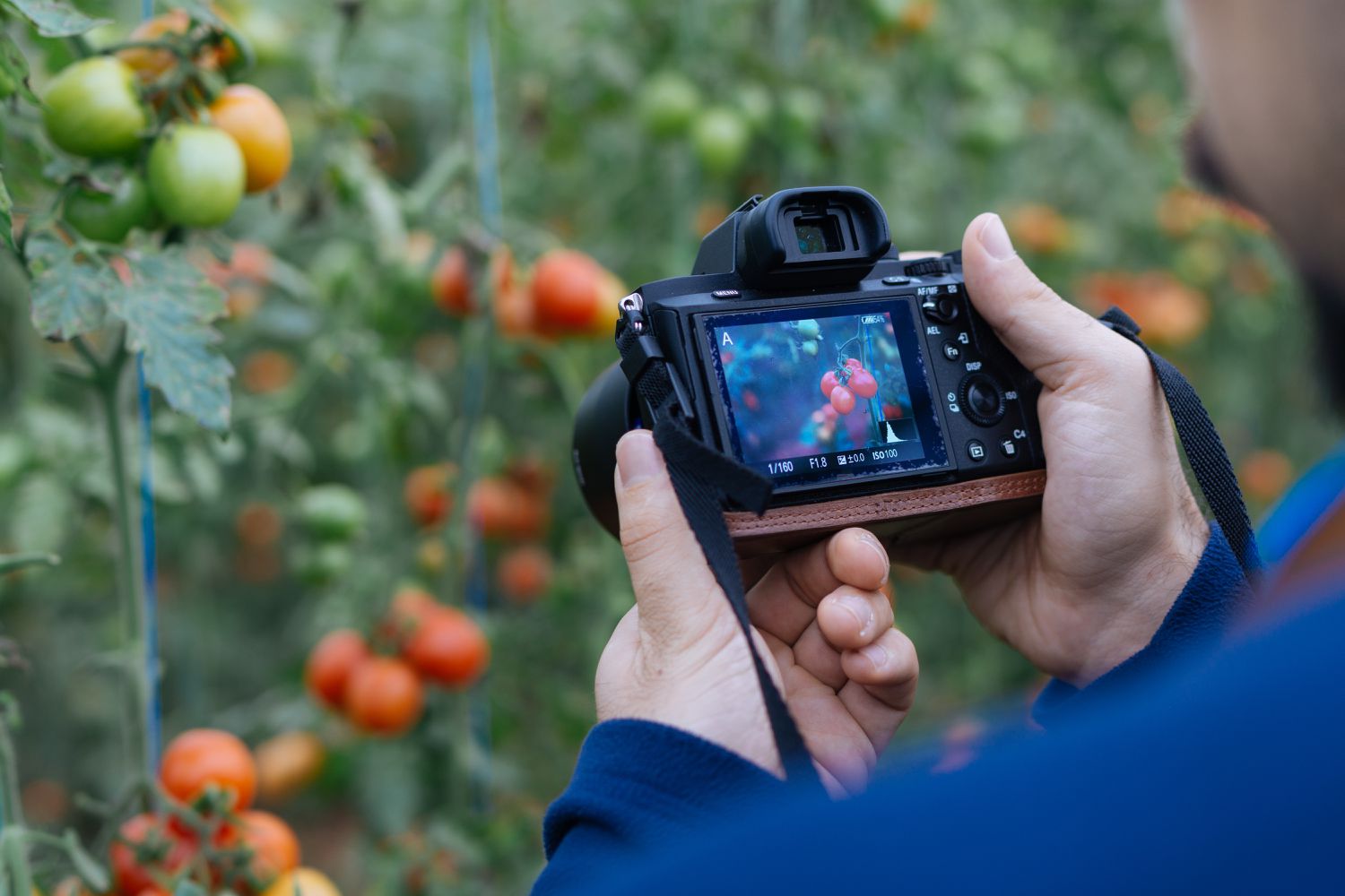 游客给西红柿拍照