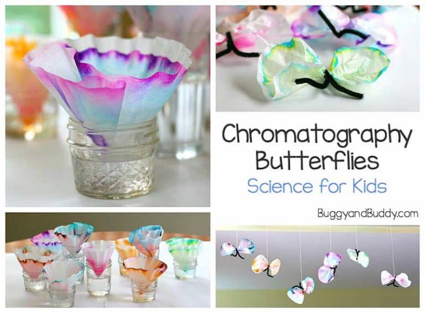 chromatography butterflies