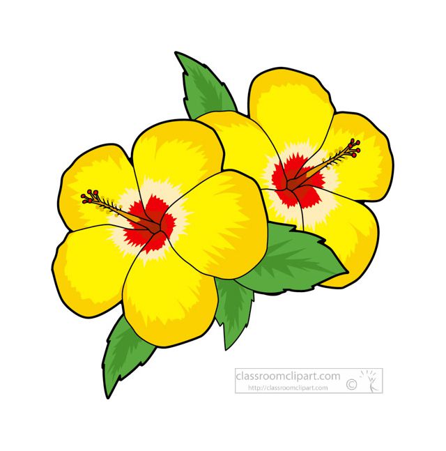 黄色的芙蓉花