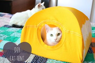 一只猫在一个DIY帐篷