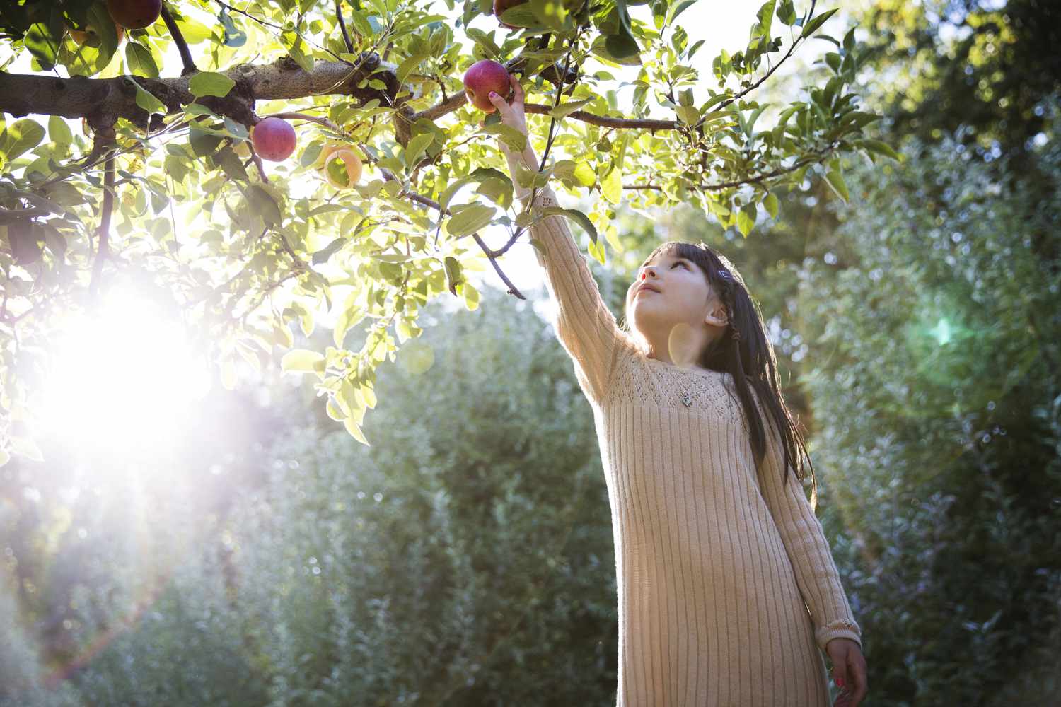 女孩在果园采摘苹果时收获