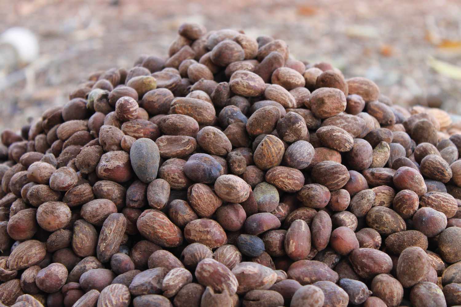 The seeds of shea butter