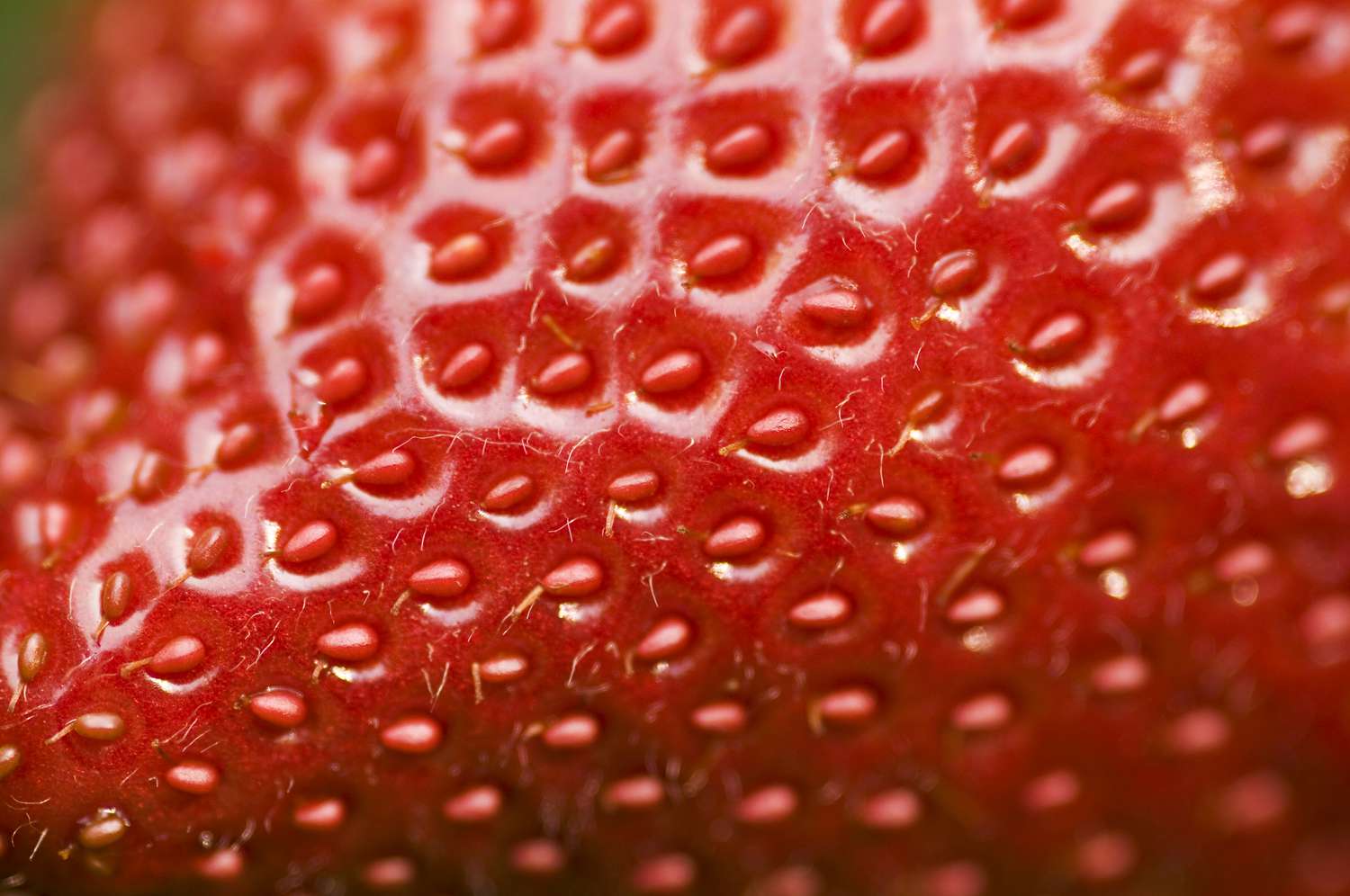 新鲜的草莓表面的特写镜头