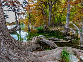 得克萨斯州加纳州立公园里，有着巨大根的大柏树