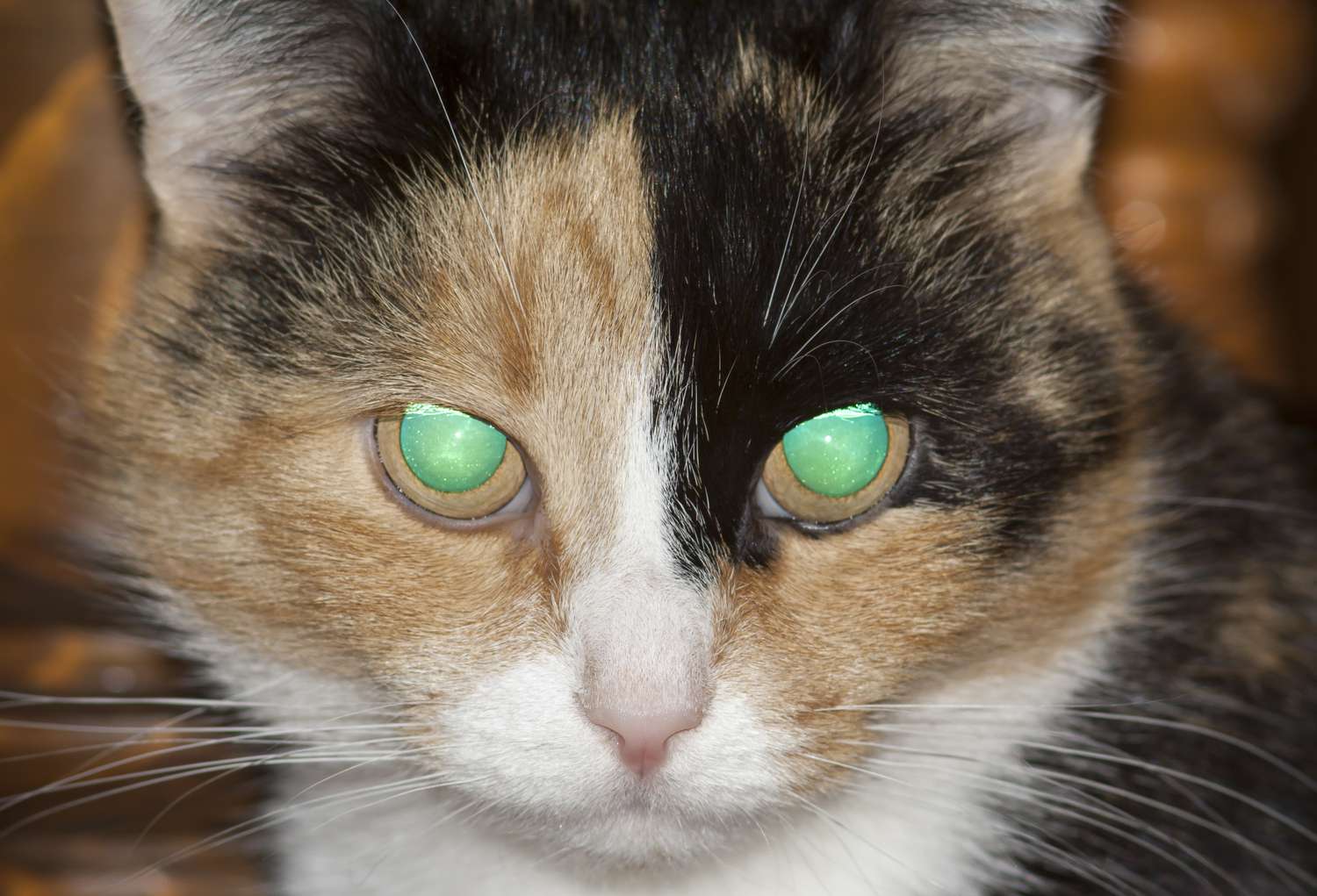 眼睛发光的猫