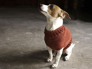 朱诺狗毛衣编织模式