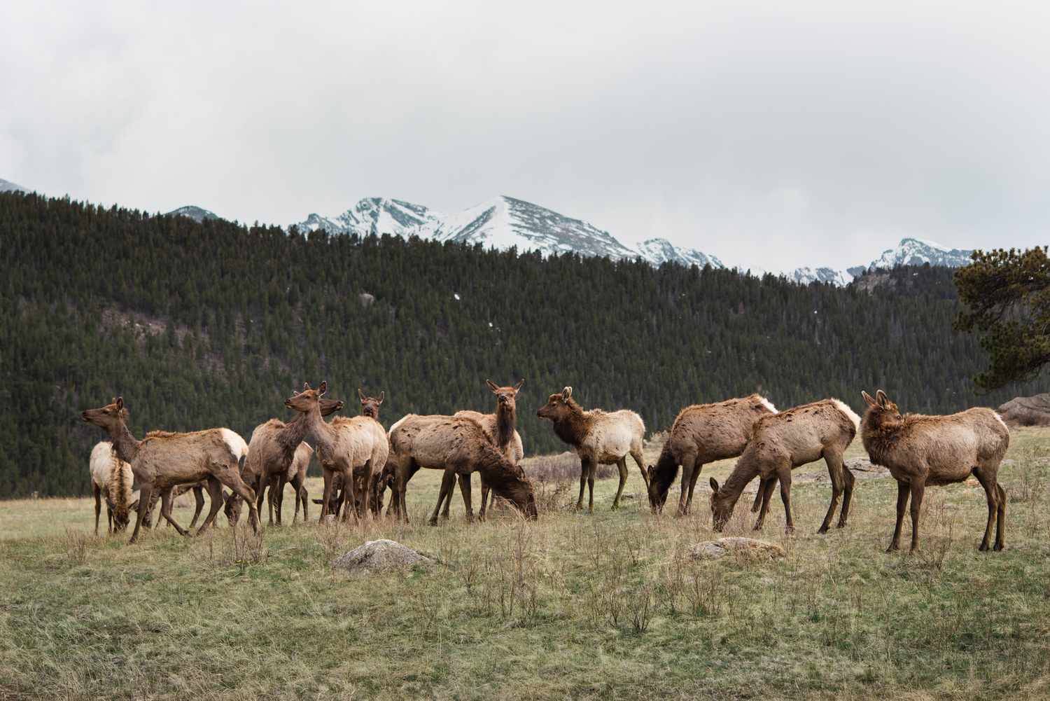 Elk standing and feeding in middle of open pasture in front of snowcapped mountain