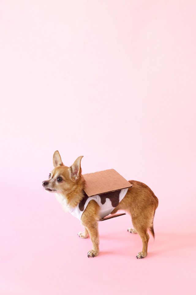 DIY狗狗服装