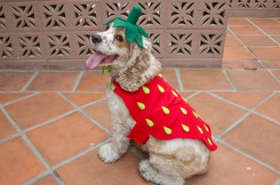 DIY strawberry dog costume
