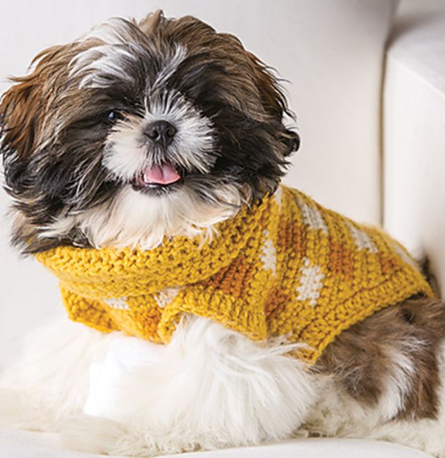 毛茸茸的狗穿着黄色的格纹针织衫