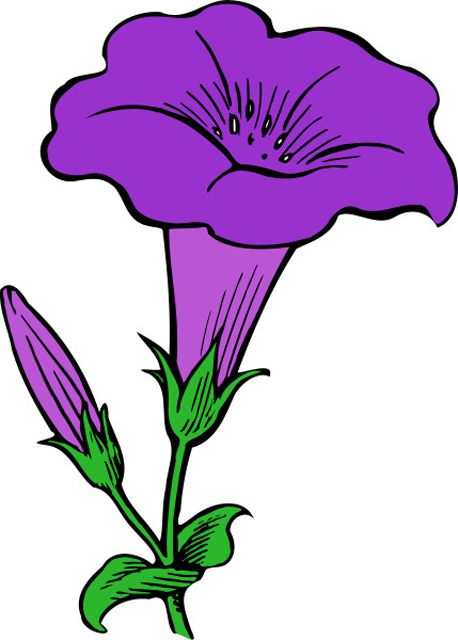 A Purple Trumpet Flower