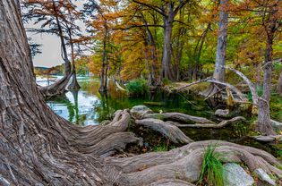 大柏树在获得巨大的根州立公园,德克萨斯州