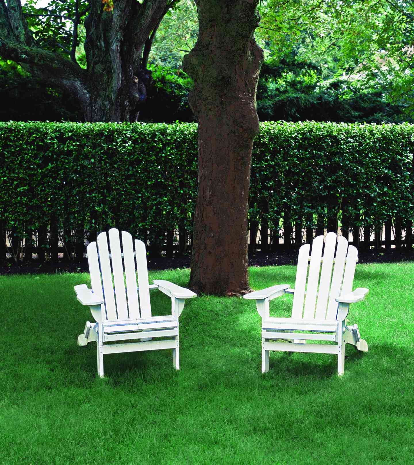 两个白色阿迪朗达克椅子的树。