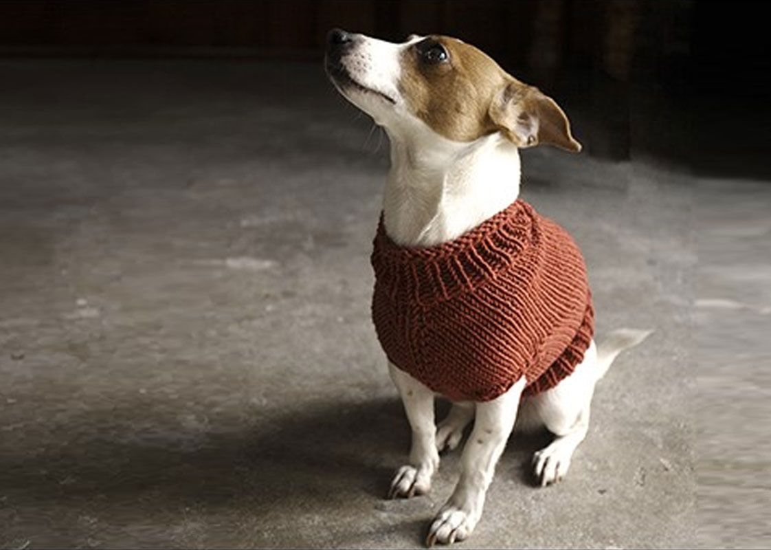 Juno Dog Sweater Knitting Pattern