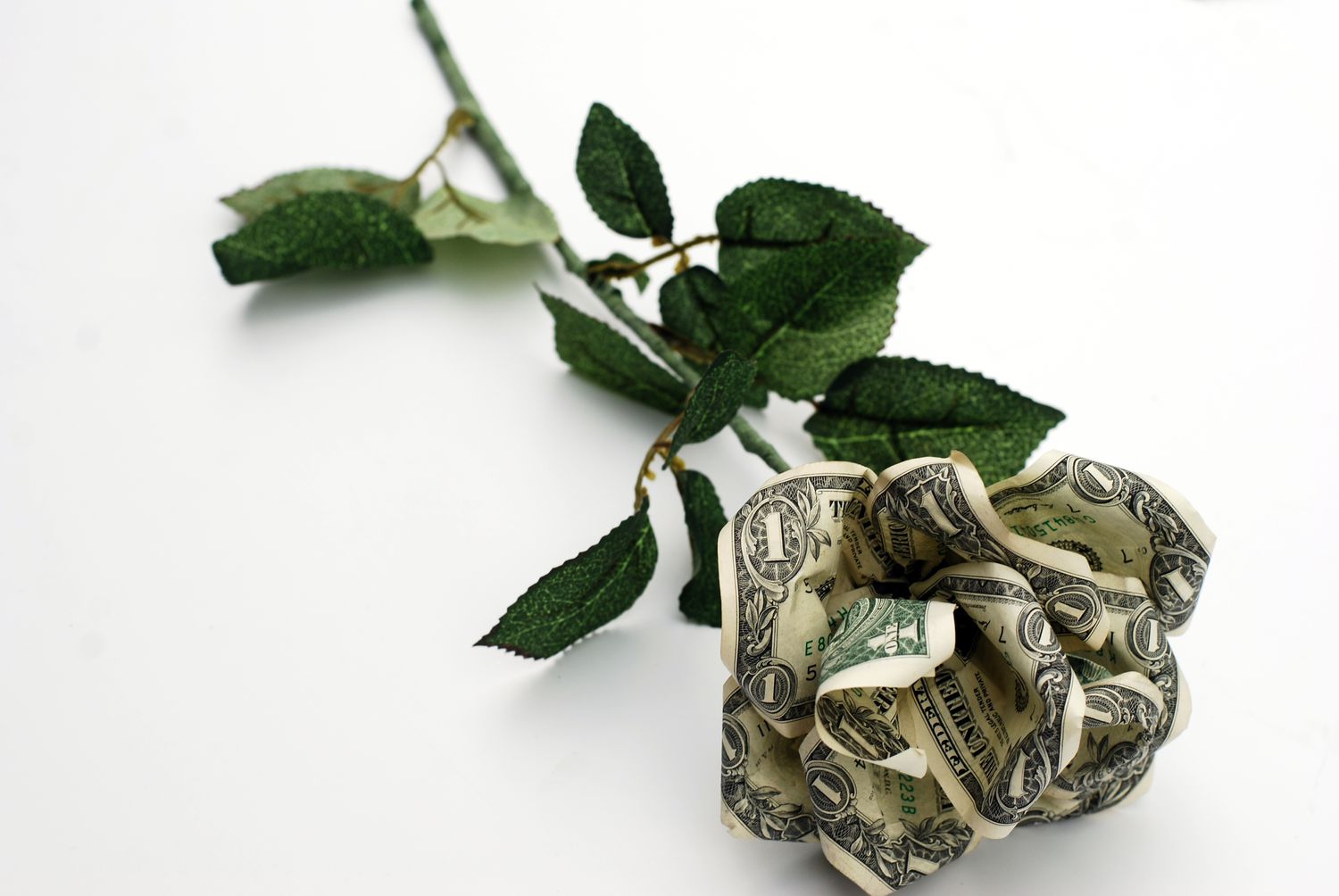 美元钞票中的玫瑰