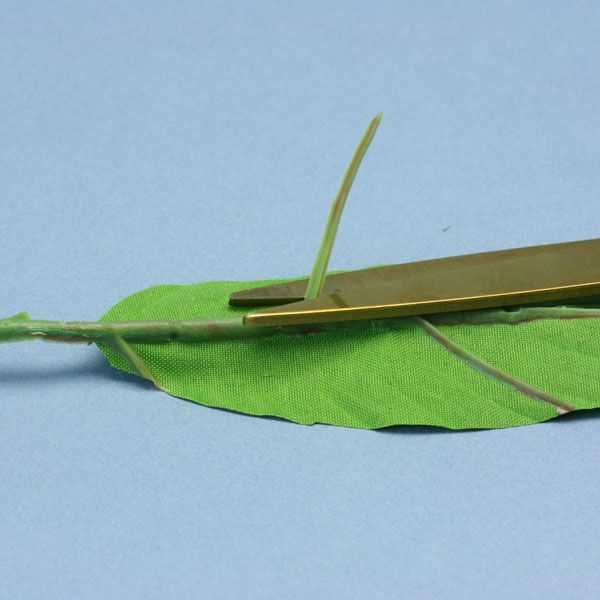 塑料静脉剥从织物叶子的底部