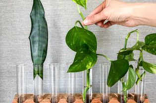 Leafy green plants in test tubes in a wood holder.