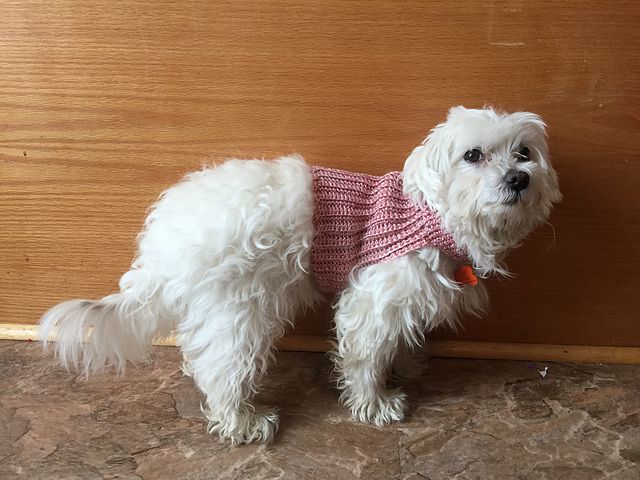 白色的毛茸茸的小狗穿着粉红色的针织背心