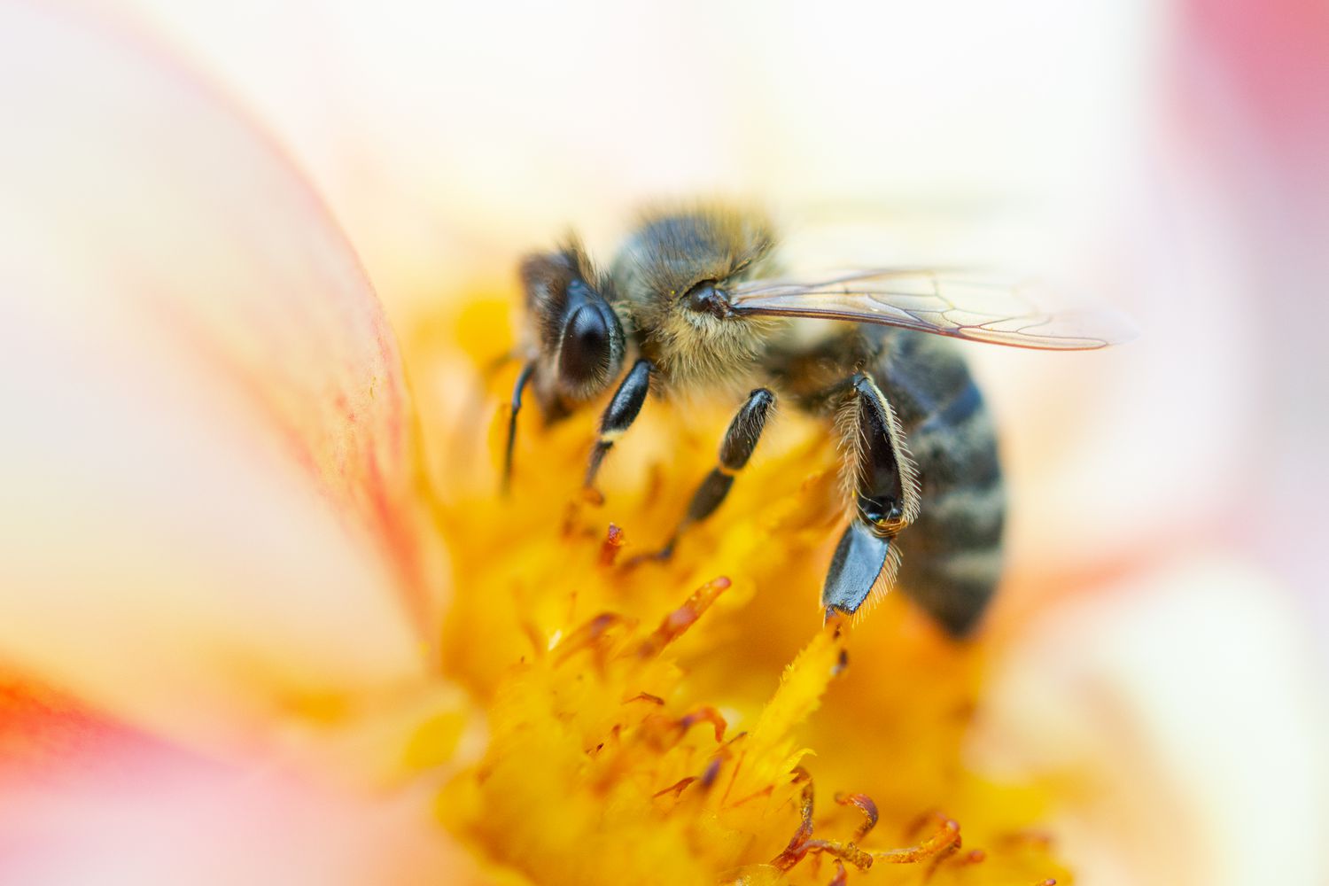Honeybee climbing yellow pollen cluster in flower closeup
