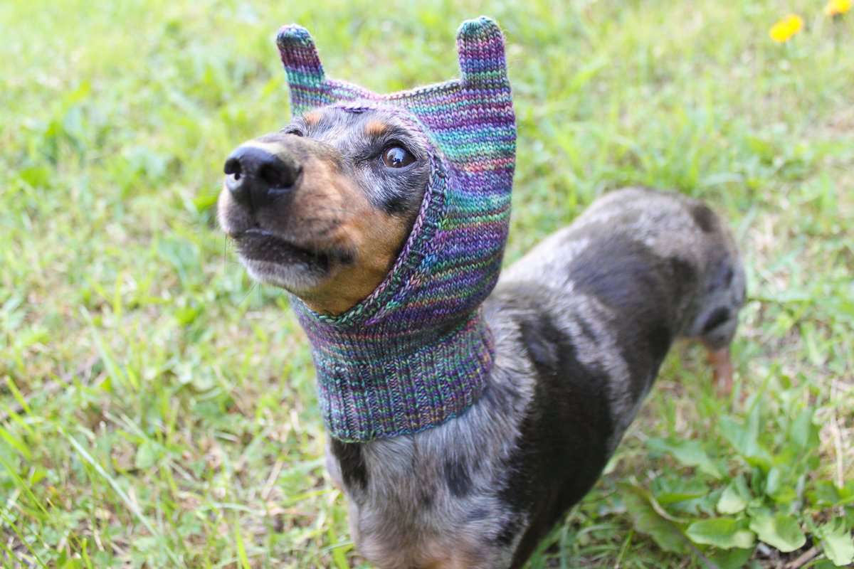 Doxie Hat Knitting Pattern