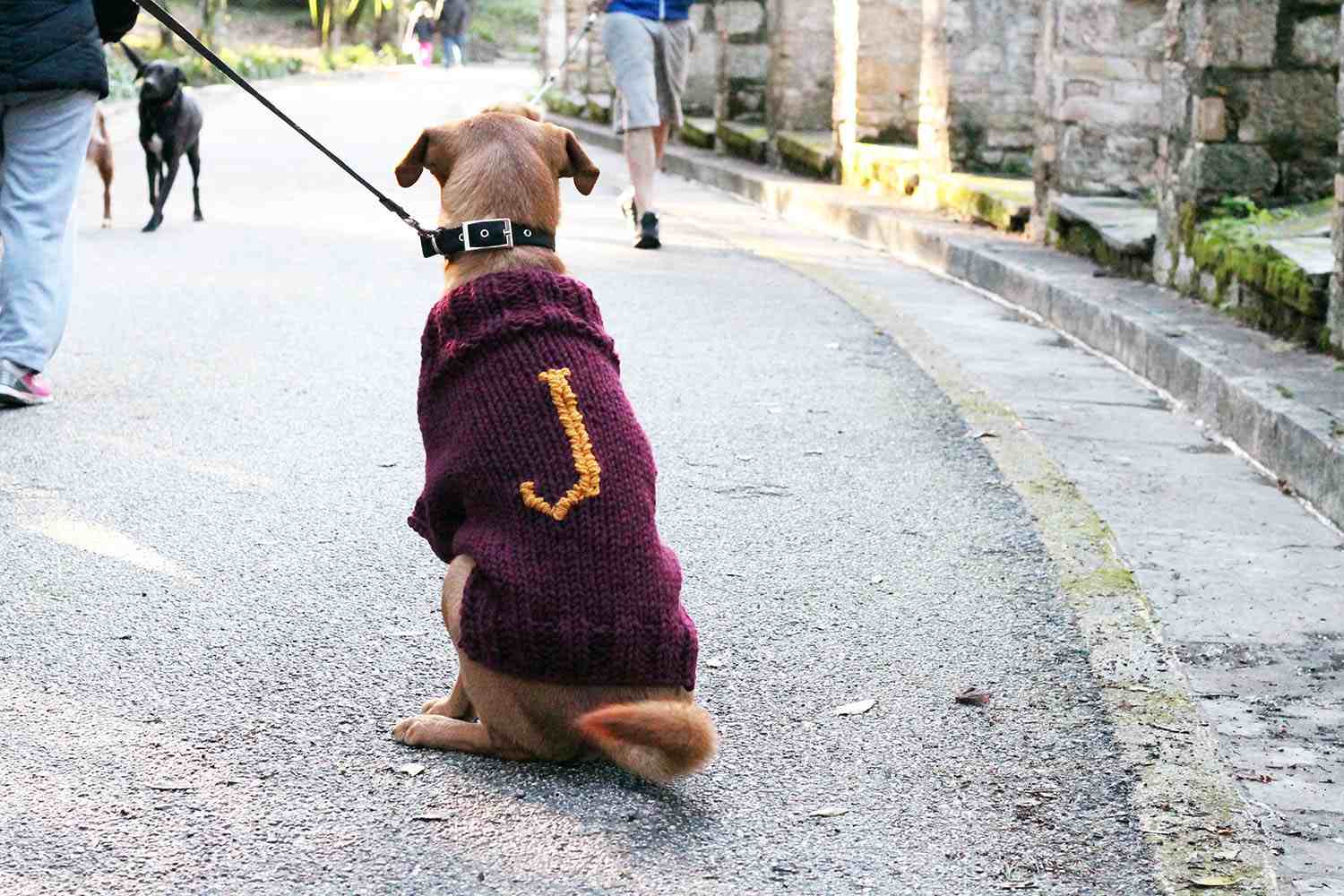 Mischief Managed Dog Sweater Pattern