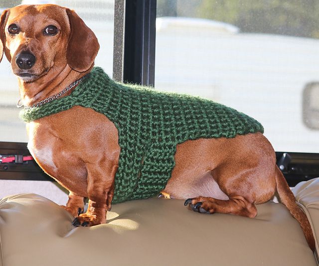 一条腊肠狗，穿着绿色的针织衫，坐在皮垫子上