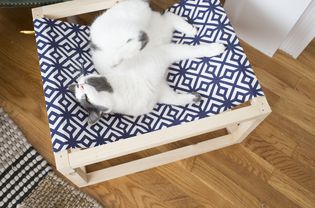 猫在猫吊床