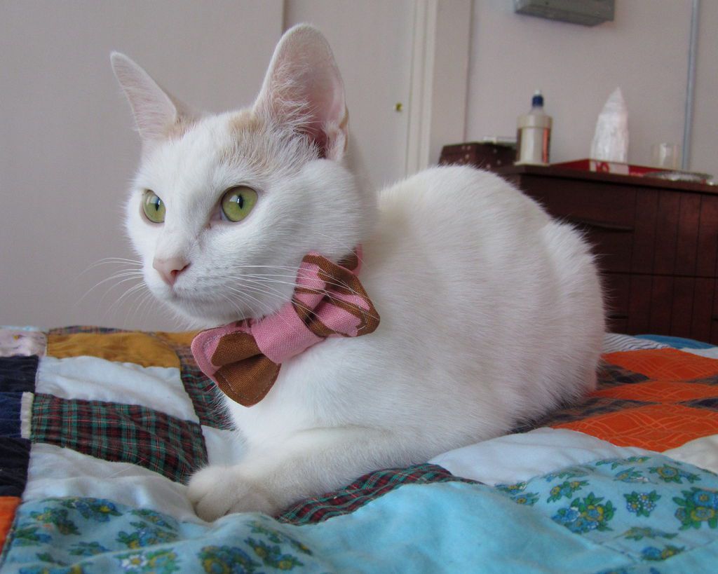 猫领结