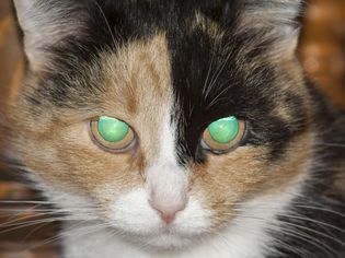 猫的眼睛