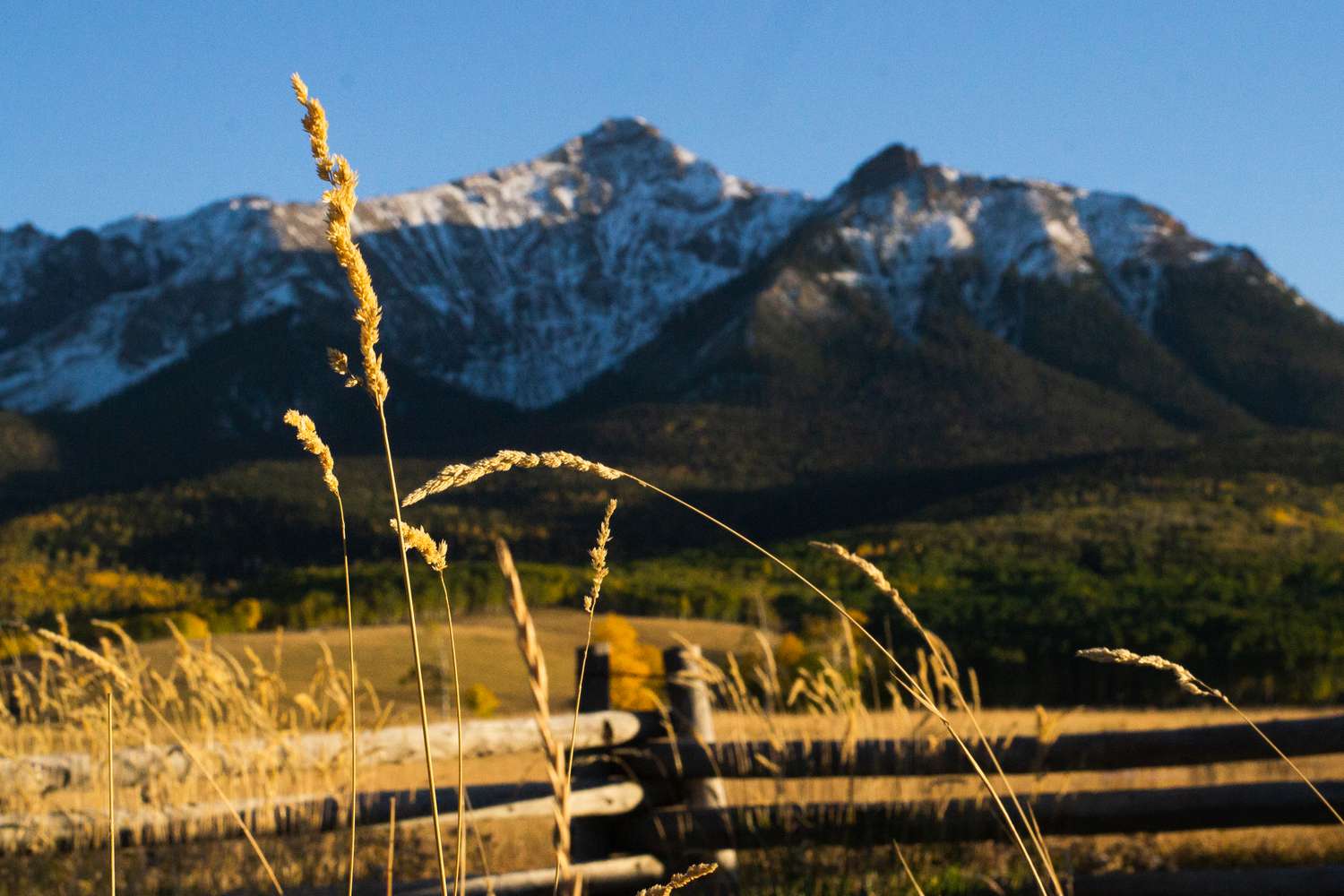 Thin wheat stalks focused in front of mountain with snowcaps