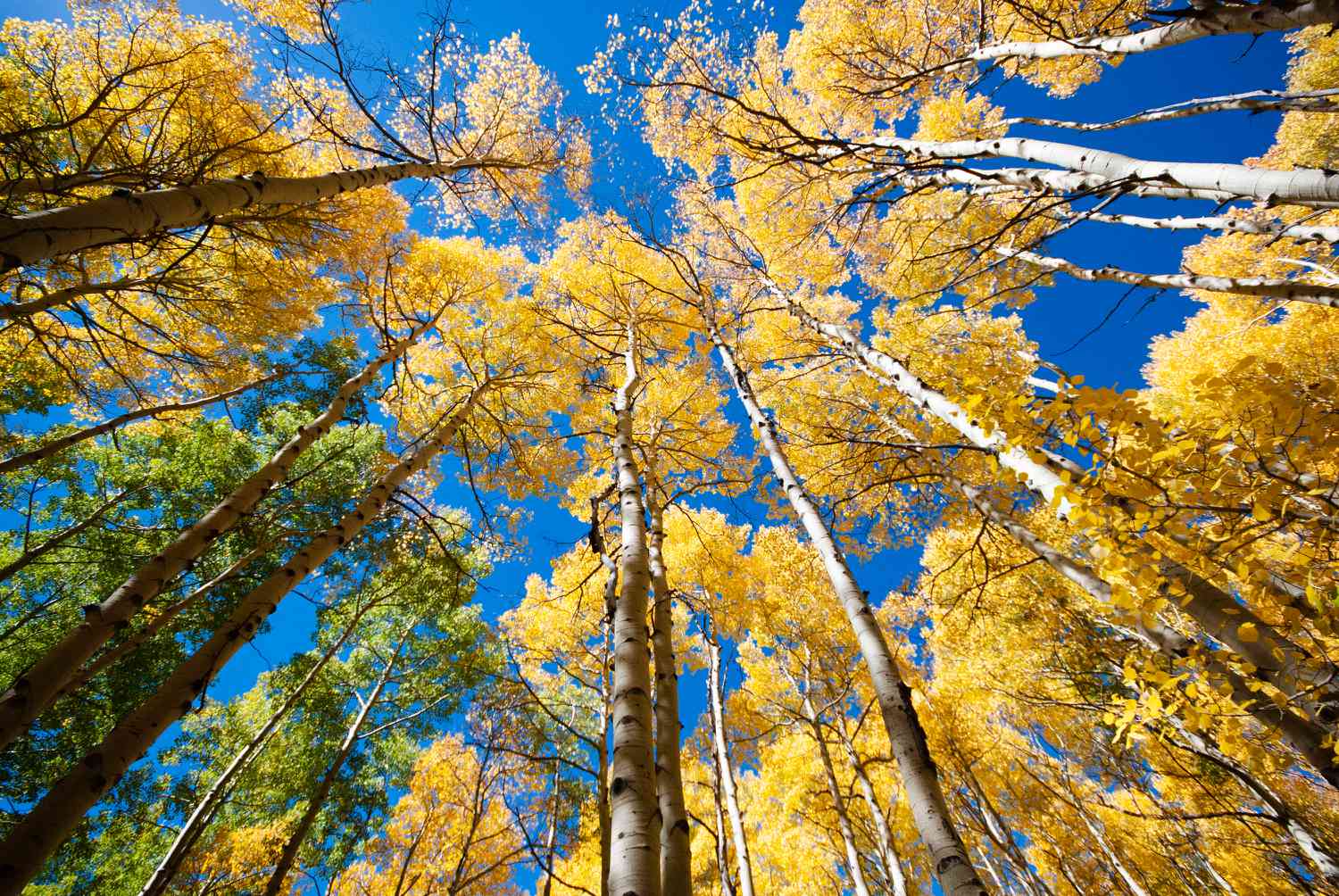 Tall Aspen trees with white and thin trunks and yellow tree canopies against blue sky